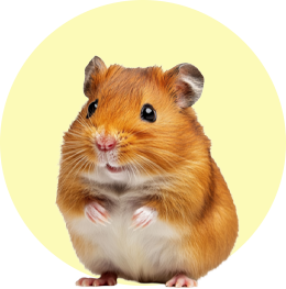 Kisállat Kép